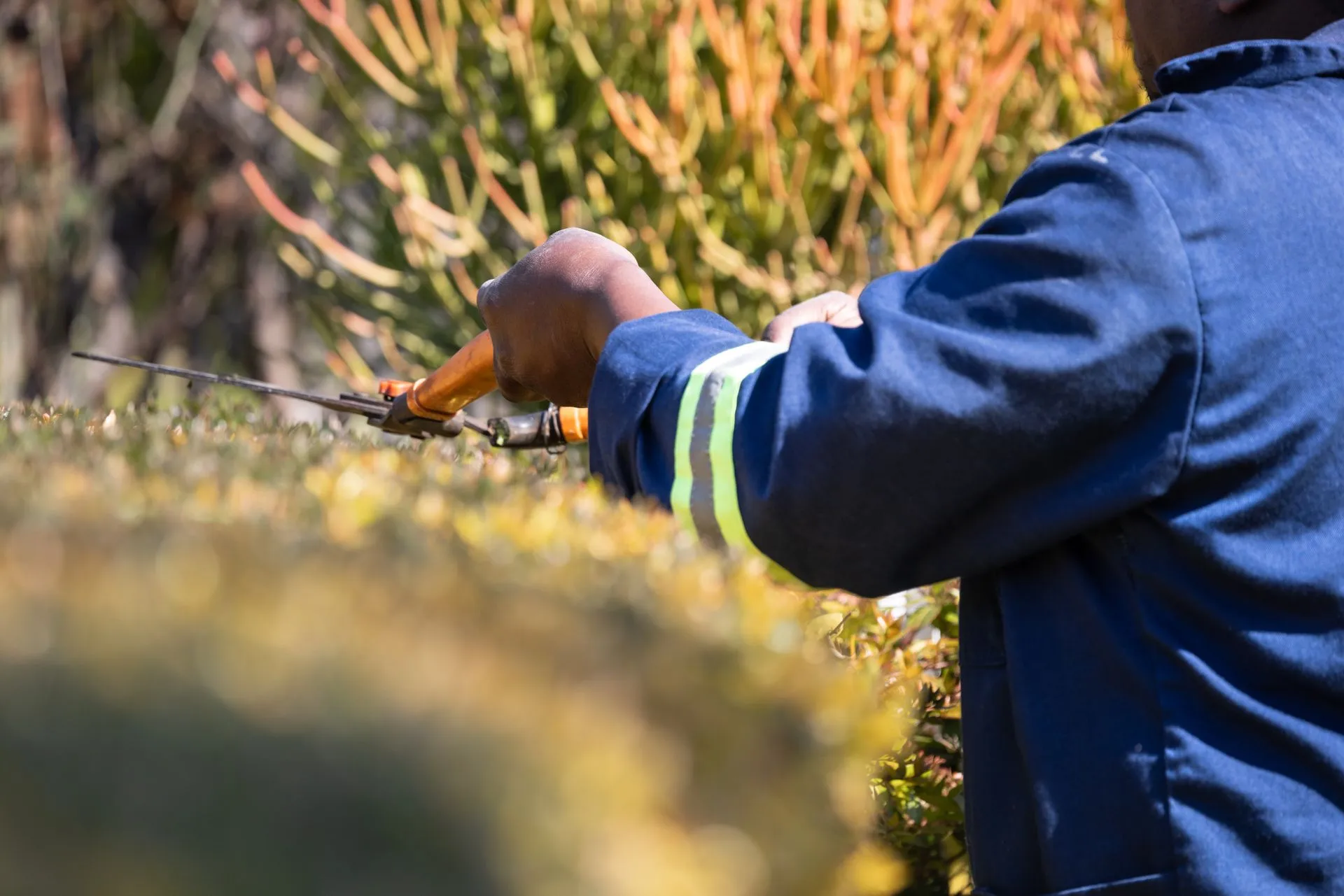 Gardener trimming a hedge